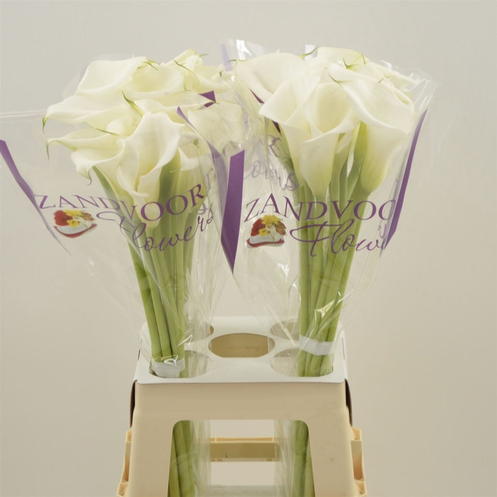 <h4>Calla White Mambo</h4>