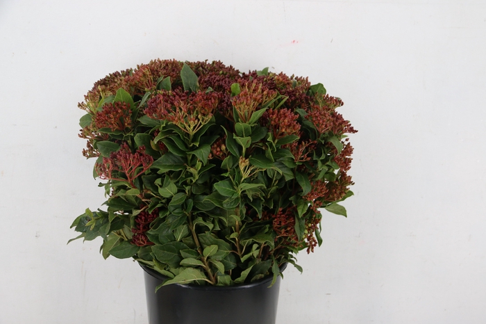 <h4>VIBURNUM TINUS BERRY 400GR</h4>