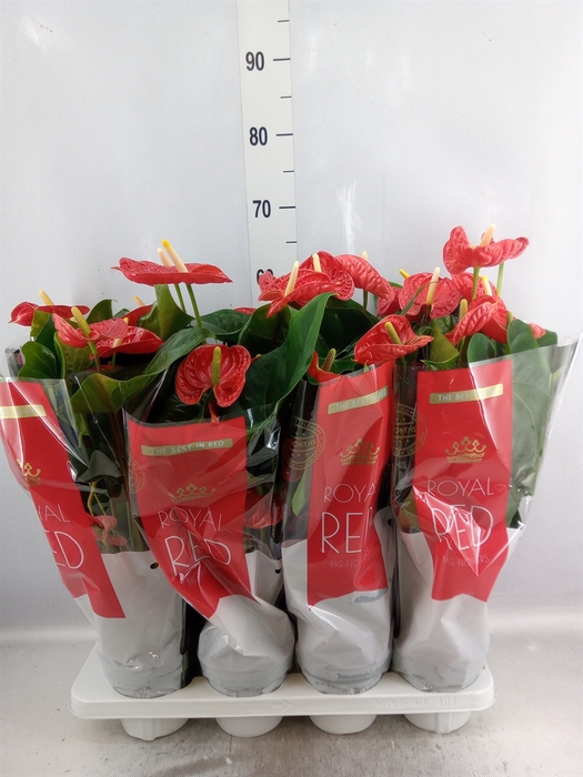 <h4>Anthurium andr. 'Madural'</h4>