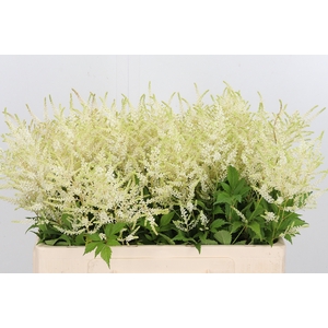 Astilbe Washingthon