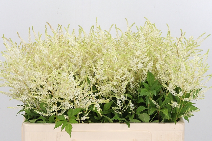 <h4>Astilbe Washingthon</h4>