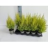 Cupressus Ma Goldc Wilma