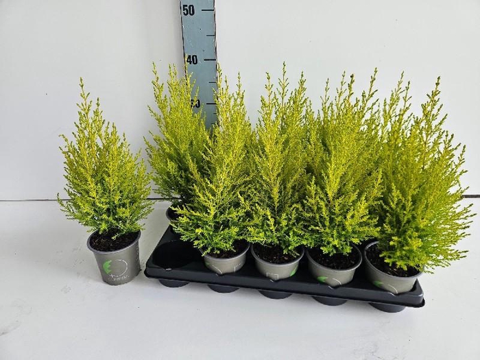 <h4>Cupressus Ma Goldc Wilma</h4>