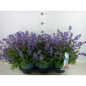 Nepeta faassenii  'Purrsian Blue'