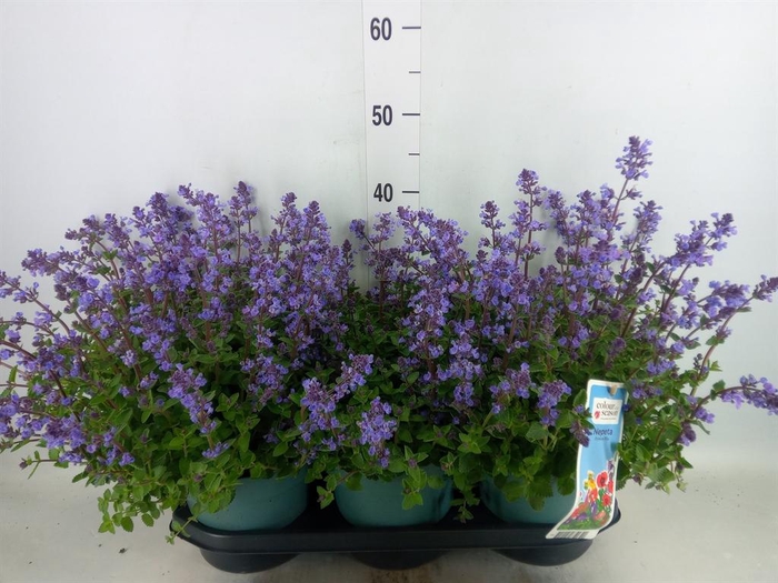 <h4>Nepeta faassenii 'Purrsian Blue'</h4>