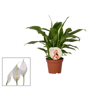 Spathiphyllum  'Chopin'