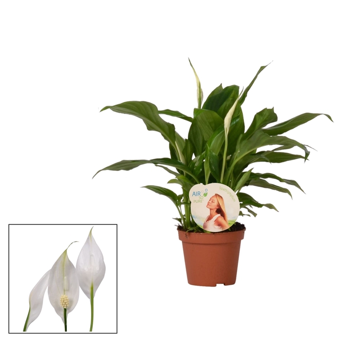 <h4>Spathiphyllum  'Chopin'</h4>