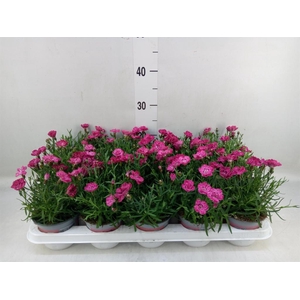 Dianthus  'Diantica Early Love'