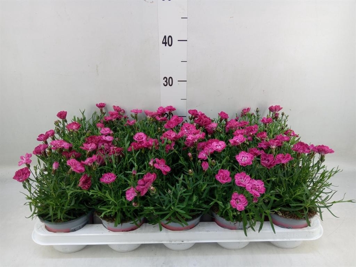 <h4>Dianthus  'Diantica Early Love'</h4>