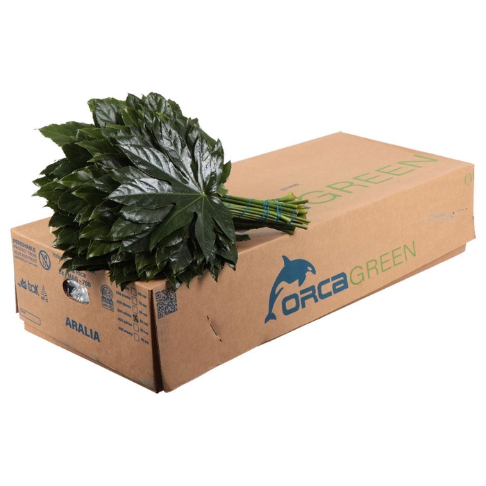 <h4>ŽAL ARALIA DIDELE</h4>