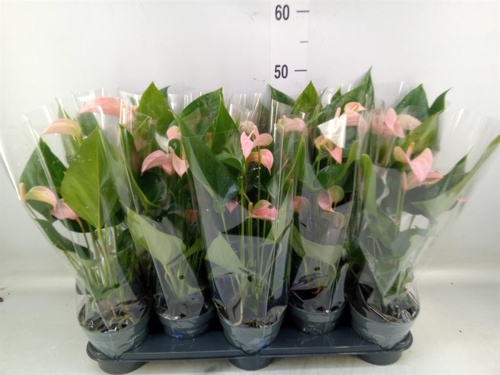 <h4>Anthurium andr. 'Joli Peach'</h4>