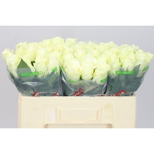 Rosa Gr Albatros