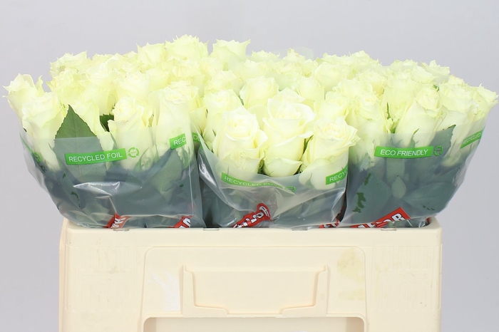<h4>Rosa Gr Albatros</h4>