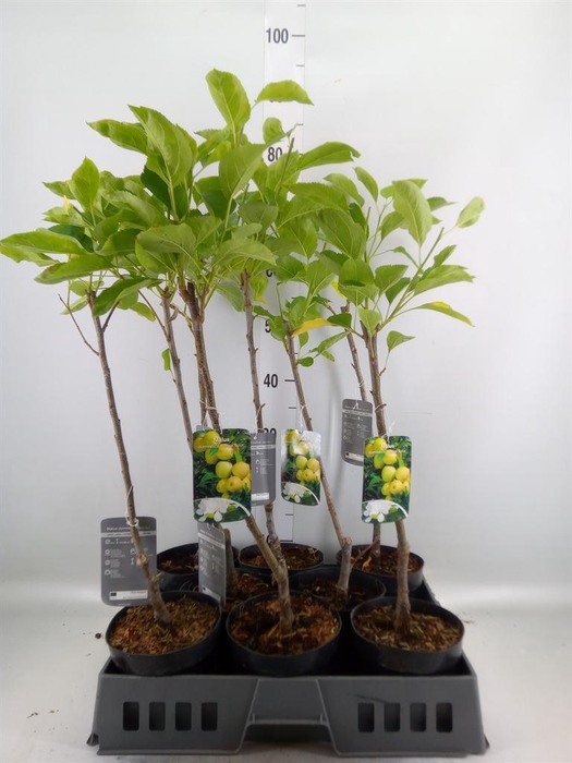<h4>Malus x dom. 'Golden Delicious'</h4>