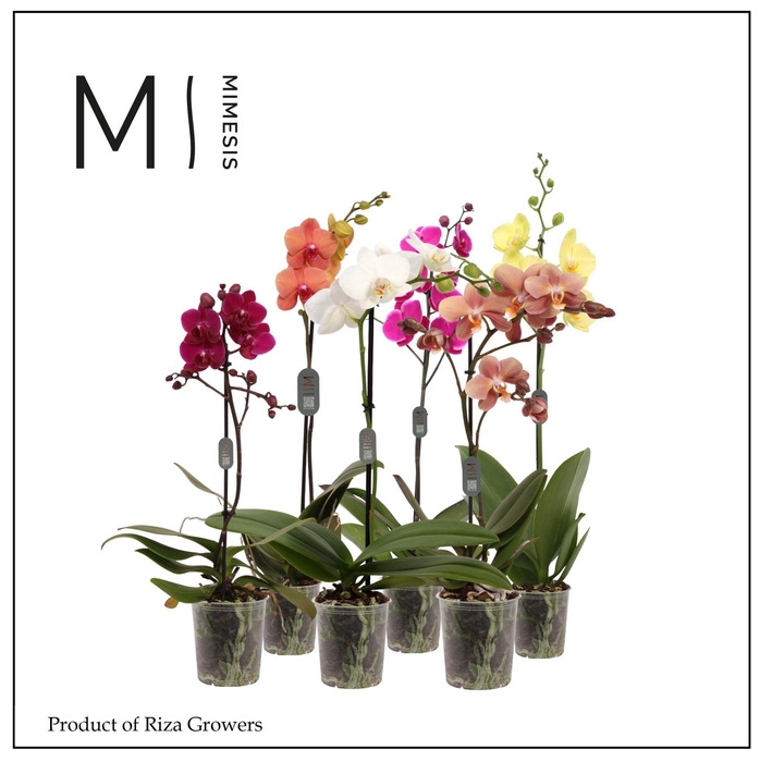 <h4>Phalaenopsis Multi Mix 1 spike – 12cm | Mimesis</h4>