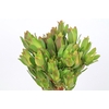 Leucadendron Mountain Rose Spray