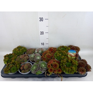 Sempervivum   ...mix