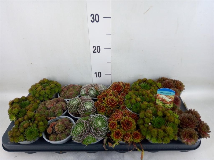 <h4>Sempervivum   ...mix</h4>