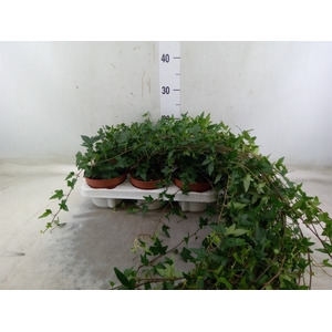 Hedera helix 'Shamrock'