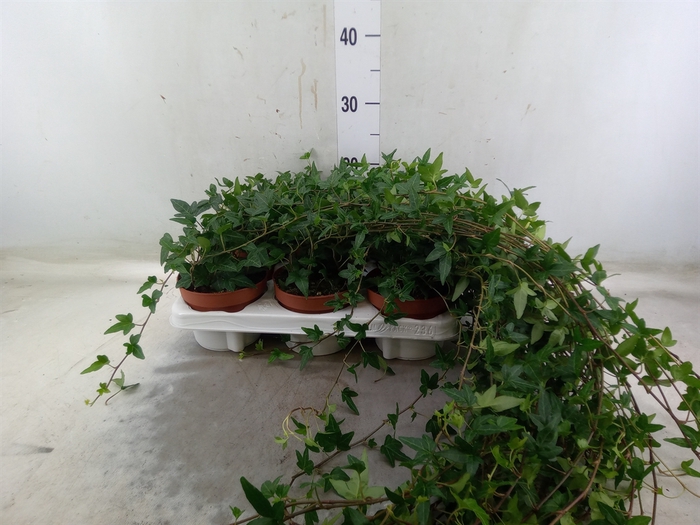 <h4>Hedera helix 'Shamrock'</h4>