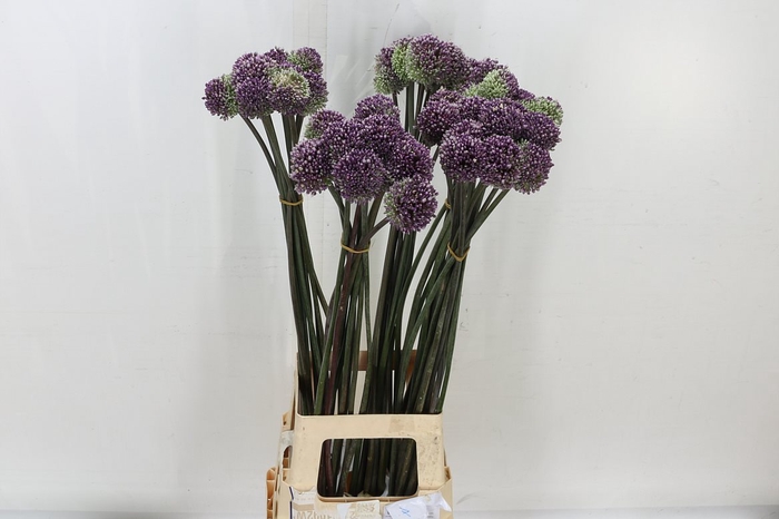 <h4>Allium Summer Drumme</h4>