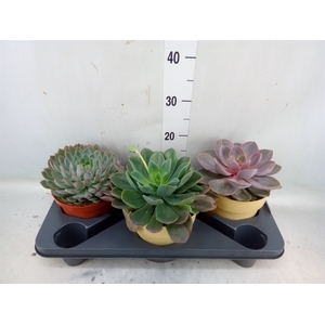 Echeveria   ...mix