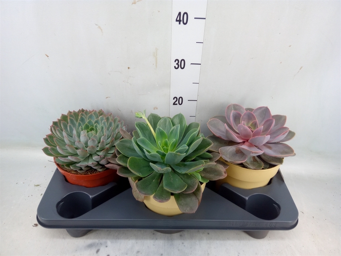 <h4>Echeveria   ...mix</h4>