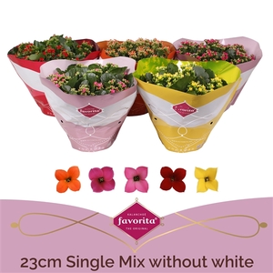 Kalanchoë Single Mix - without white