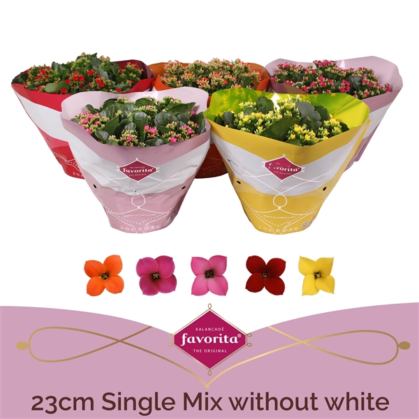 <h4>Kalanchoë Single Mix - without white</h4>