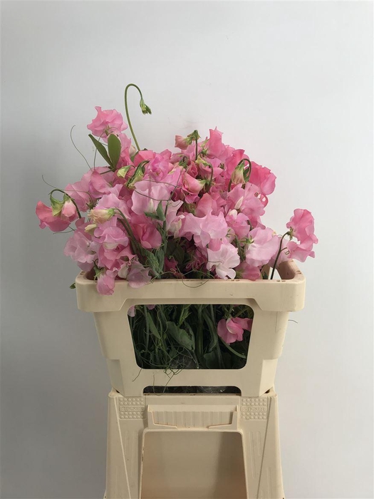 <h4>Lathyr Pink Wedding</h4>