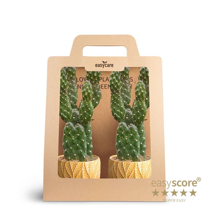 <h4>2-Pack Leaf Tangerine, Opuntia</h4>