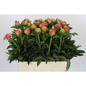 Paeonia Coral Sunset