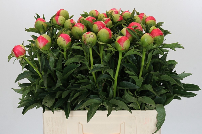 <h4>Paeonia Coral Sunset</h4>