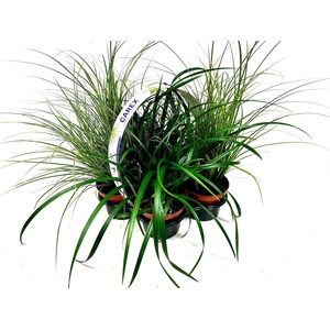 Carex 4 pack