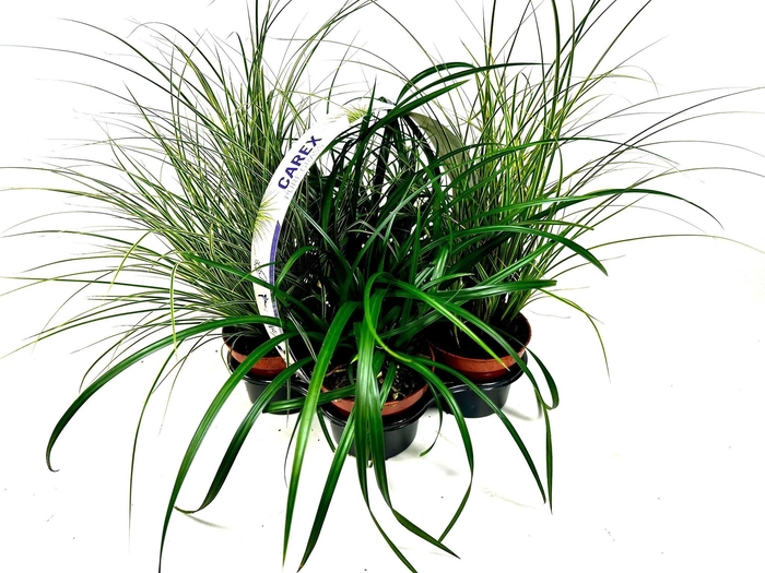 <h4>Carex 4 pack</h4>