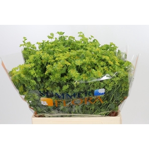 Bupleurum Griffithii