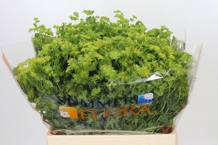 <h4>Bupleurum Griffithii</h4>