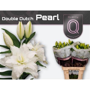 Li Or Du Dd Pearl 5+