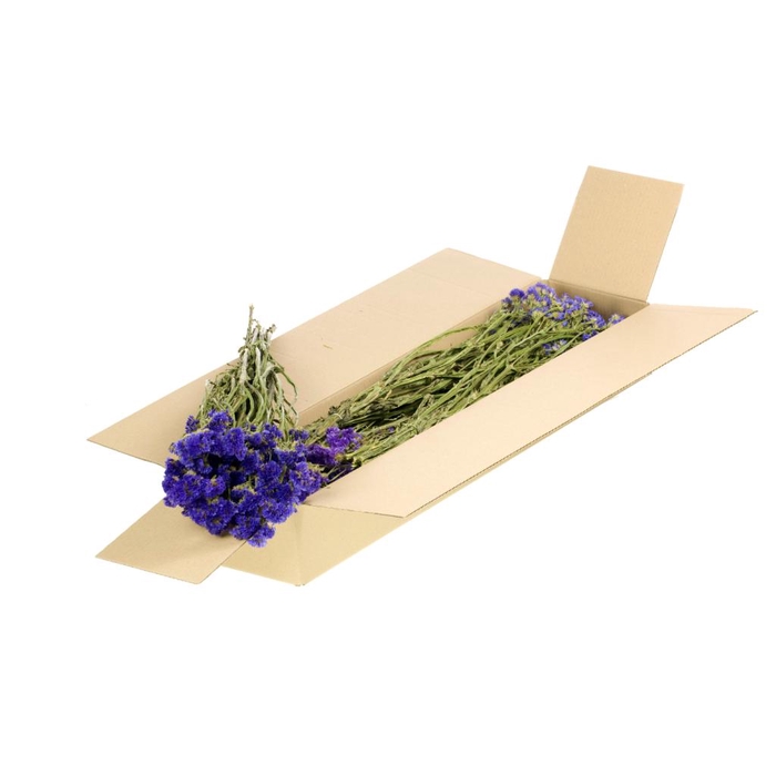 <h4>Statice Sinuata Sb Natural Blue</h4>