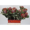 Banksia Coccinea