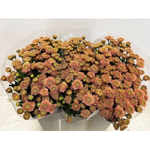 CHR S ELLISON SALMON