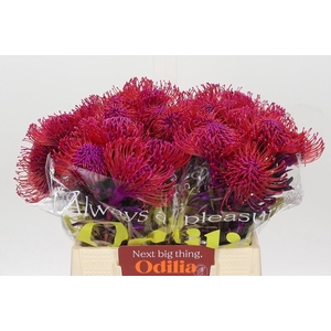 Nutans Painted Cerise