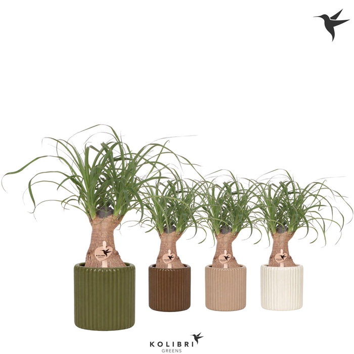 <h4>Kolibri Greens Beaucarnea in Ritual pot mix</h4>