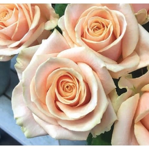Rosa Pearl Avalanche VD