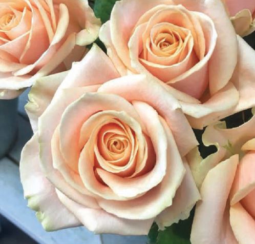 Rosa Pearl Avalanche VD