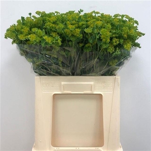 BUPLEURUM GRIFFITHII