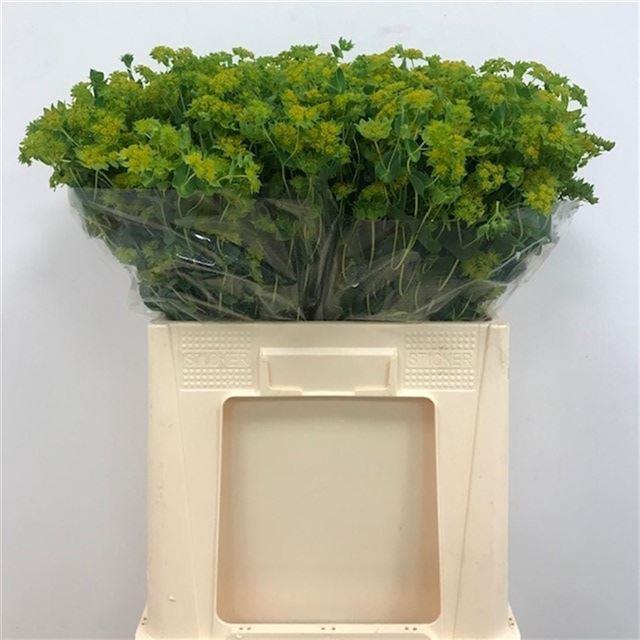 BUPLEURUM GRIFFITHII