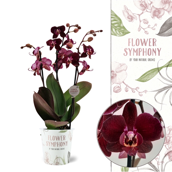 <h4>Flower Symphony | Cartagena | Phalaenopsis 3 spike</h4>