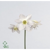 EUCHARIS GRANDIFLORA