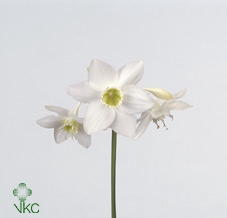 EUCHARIS GRANDIFLORA